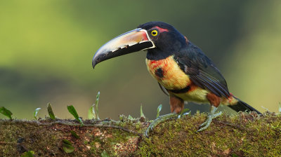 Collared Araari / Halsbandarassari