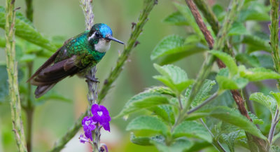 Grey-tailed Mountain-Gem / Grijsstaartjuweelkolibrie