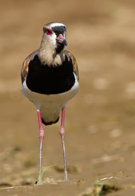 Southern lapwing / Chileense kievit