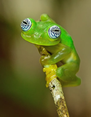 Ghost Glass Frog / Sachatamia ilex