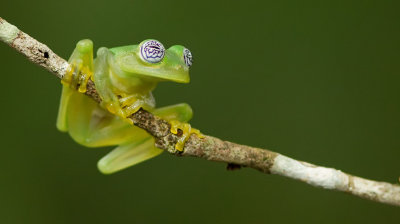 Ghost Glass Frog / Sachatamia ilex