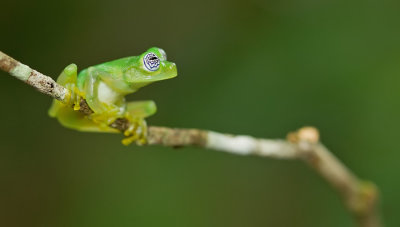 Ghost Glass Frog / Sachatamia ilex