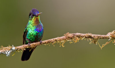 Fiery-throated Hummingbird / Irazukolibrie