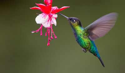 Fiery-throated Hummingbird / Irazukolibrie