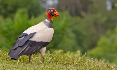 King vulture / Koningsgier