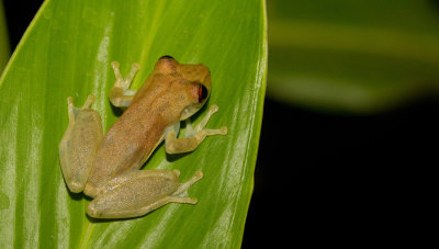 Scinax staufferi