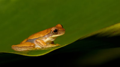 Yellow tree frog / Dendropsophus microcephalus
