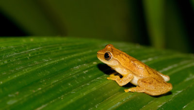 Yellow tree frog / Dendropsophus microcephalus