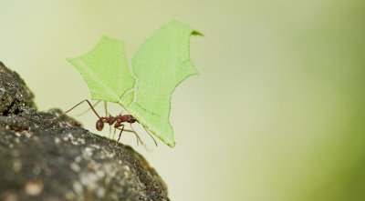 Atta cephalotes