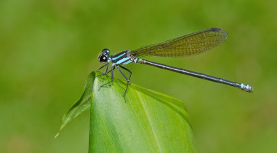 Argia adamsi