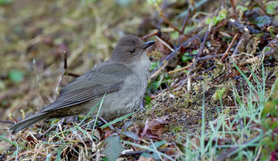 Mountain thrush / Cabanis' lijster