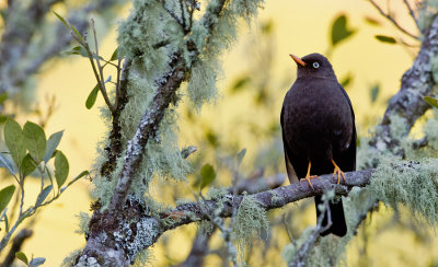 Sooty Thrush / Roetlijster