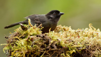 Yellow thighed finch / Geeldijstruikgors