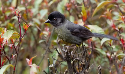 Yellow thighed finch / Geeldijstruikgors