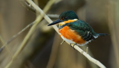 American Pygmy Kingfisher / Groene dwergijsvogel