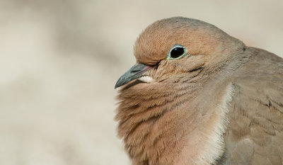 Mourning dove / Treurduif 