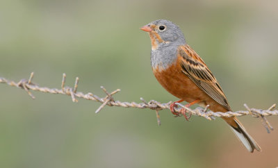 Cretzschmar's Bunting / Bruinkeelortolaan