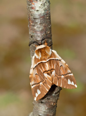 Kentish glory / Gevlamde vlinder
