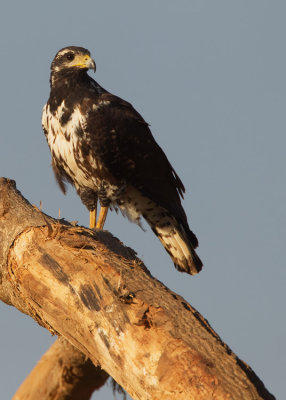 Common black hawk / Zwarte buizerd 