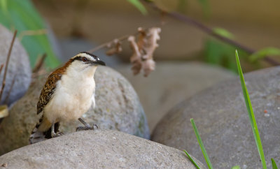 Rufous-backed Wren / Roodrugwinterkoning