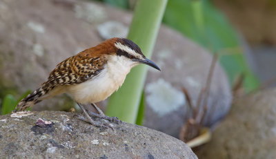 Rufous-backed Wren / Roodrugwinterkoning