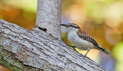 Rufous-backed Wren / Roodrugwinterkoning