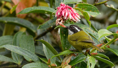 Sooty-capped Bush Tanager / Witbrauwtangare 
