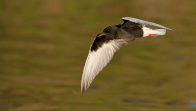 White-winged tern / Witvleugelstern