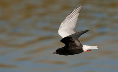 White-winged tern / Witvleugelstern