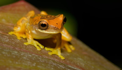 Hourglass Tree Frog / Dendropsophus ebraccatus 