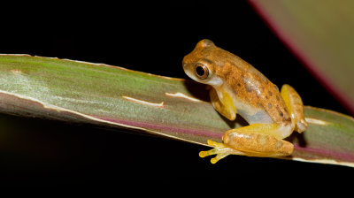 Hourglass Tree Frog / Dendropsophus ebraccatus 