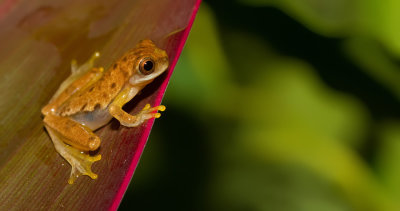 Hourglass Tree Frog / Dendropsophus ebraccatus 