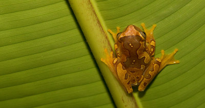 Hourglass Tree Frog / Dendropsophus ebraccatus 