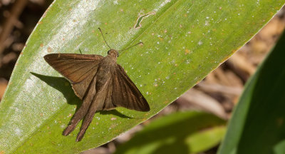 Plain Longtail / Urbanus simplicius