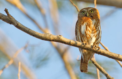 Ferruginous Pygmy-owl / Braziliaanse dwerguil