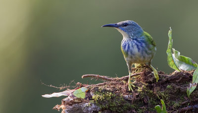 Shining Honeycreeper / Geelpootsuikervogel 