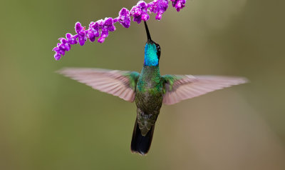 Talamanca Hummingbird / Lawrence' kolibrie