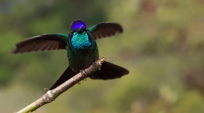 Talamanca Hummingbird / Lawrence' kolibrie
