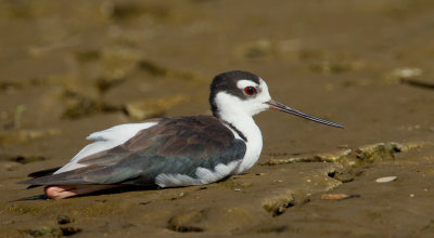 Black-necked stilt / Amerikaanse Steltkluut 