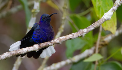 Violet Sabrewing / Violette sabelvleugel