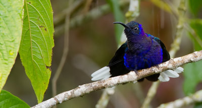 Violet Sabrewing / Violette sabelvleugel