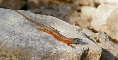 Blue-throated keeled lizard / Dalmatische kielhagedis