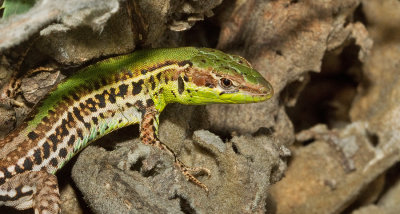 Balkan wall lizard / Taurische hagedis