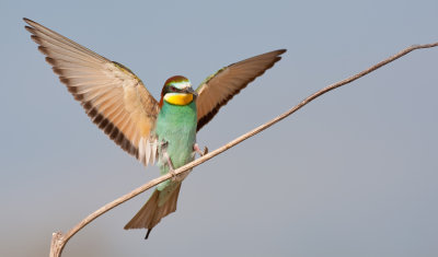 European Bee-eater / Bijeneter