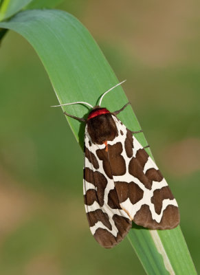 Garden tiger / Grote beer 