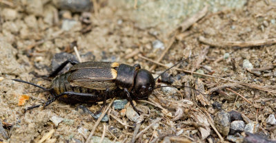 Field cricket / Veldkrekel