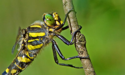 Golden-ringed dragonfly / Gewone bronlibel