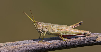 Small gold grasshopper / Kleine goudsprinkhaan