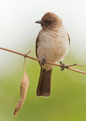 Common bulbul / Grauwe bulbul