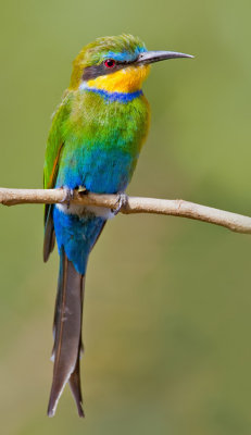 Swallow-tailed Bee-eater / Zwaluwstaartbijeneter
